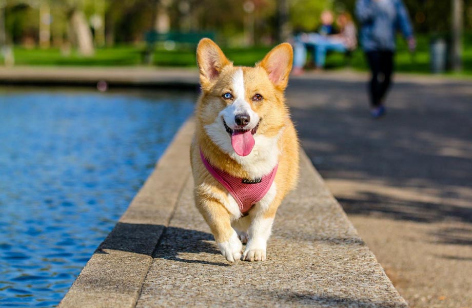 golden corgi dog wearing a red collar and harness walking outside next to a body of water